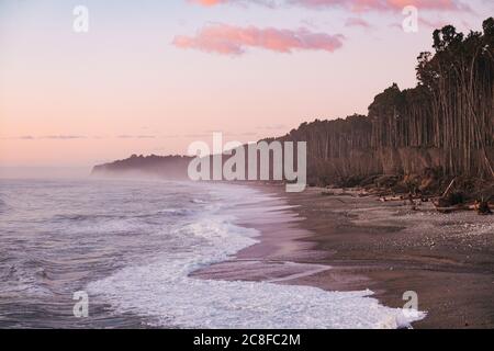 Dense rimu (conifer) forest meets the sea at Bruce Bay / Mahitahi beach, on the wild southern west coast of New Zealand Stock Photo