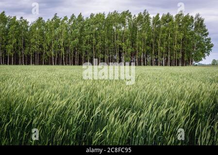 Birch trees on the edge of field in Wegrow County, Mazovian Voivodeship in east central Poland Stock Photo