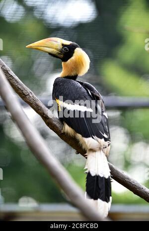 Zlin, Czech Republic. 24th July, 2020. The second in history Great Hornbill chick nursling was presented in zoo Zlin, Czech Republic, on Friday, July 24, 2020. The Zlin zoo has probably become the first in Europe to breed the rare white-crested hornbill. Since 2018 the Zlin zoo was the only zoo in the world to breed the rare Great Hornbill. Credit: Dalibor Gluck/CTK Photo/Alamy Live News Stock Photo