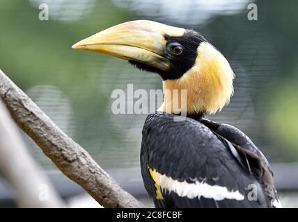 Zlin, Czech Republic. 24th July, 2020. The second in history Great Hornbill chick nursling was presented in zoo Zlin, Czech Republic, on Friday, July 24, 2020. The Zlin zoo has probably become the first in Europe to breed the rare white-crested hornbill. Since 2018 the Zlin zoo was the only zoo in the world to breed the rare Great Hornbill. Credit: Dalibor Gluck/CTK Photo/Alamy Live News Stock Photo