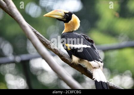 Zlin, Czech Republic. 24th July, 2020. The second in history Great Hornbill chick nursling was presented in zoo Zlin, Czech Republic, on Friday, July 24, 2020. The Zlin zoo has probably become the first in Europe to breed the rare white-crested hornbill. Since 2018 the Zlin zoo was the only zoo in the world to breed the rare Great Hornbill. Credit: Dalibor Gluck/CTK Photo/Alamy Live News Stock Photo