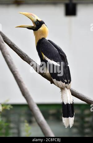 Zlin, Czech Republic. 24th July, 2020. The second in history Great Hornbill chick nursling was presented in zoo Zlin, Czech Republic, on Friday, July 24, 2020. The Zlin zoo has probably become the first in Europe to breed the rare white-crested hornbill. Since 2018 the Zlin zoo was the only zoo in the world to breed the rare Great Hornbill. Credit: Dalibor Gluck/CTK Photo/Alamy Live News Stock Photo