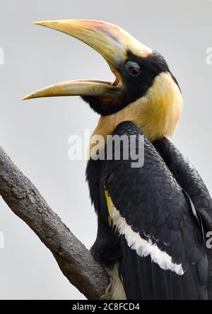 Zlin, Czech Republic. 24th July, 2020. The second in history Great Hornbill chick nursling was presented in zoo Zlin, Czech Republic, on Friday, July 24, 2020. The Zlin zoo has probably become the first in Europe to breed the rare white-crested hornbill. Since 2018 the Zlin zoo was the only zoo in the world to breed the rare Great Hornbill. Credit: Dalibor Gluck/CTK Photo/Alamy Live News Stock Photo