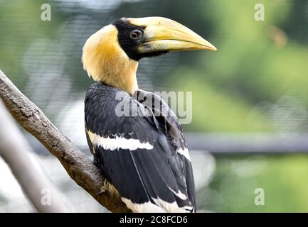 Zlin, Czech Republic. 24th July, 2020. The second in history Great Hornbill chick nursling was presented in zoo Zlin, Czech Republic, on Friday, July 24, 2020. The Zlin zoo has probably become the first in Europe to breed the rare white-crested hornbill. Since 2018 the Zlin zoo was the only zoo in the world to breed the rare Great Hornbill. Credit: Dalibor Gluck/CTK Photo/Alamy Live News Stock Photo