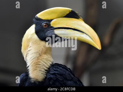 Zlin, Czech Republic. 24th July, 2020. The second in history Great Hornbill chick nursling was presented in zoo Zlin, Czech Republic, on Friday, July 24, 2020. The Zlin zoo has probably become the first in Europe to breed the rare white-crested hornbill. Since 2018 the Zlin zoo was the only zoo in the world to breed the rare Great Hornbill. Credit: Dalibor Gluck/CTK Photo/Alamy Live News Stock Photo