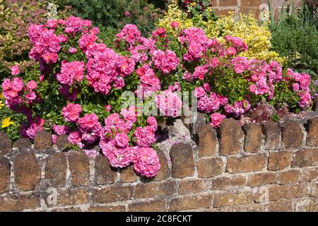 Provence Roses growing over a garden stone wall, also known as French Rose Stock Photo