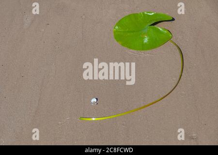 Natural background, texture of a leaf of water lilies on the sand. High quality photo Stock Photo