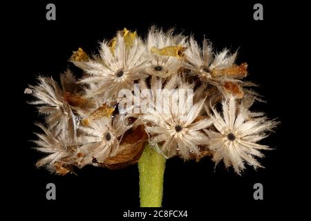 Gallant Soldier (Galinsoga parviflora). Fruiting Capitulum Closeup
