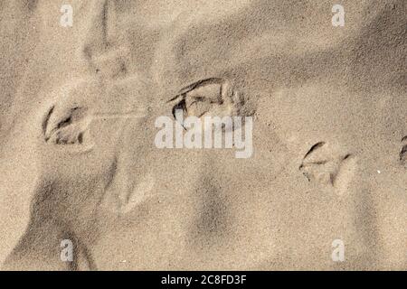 Natural background, Texture bird footprints in the sand. High quality photo Stock Photo