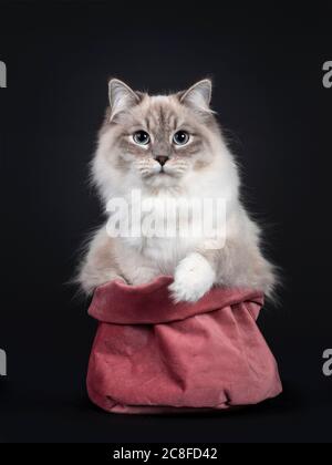 Pretty Neva Masquerade cat sitting facing front in little pink velvet bag. Looking straight at camera with light blue eyes. Isolated on a black backgr Stock Photo