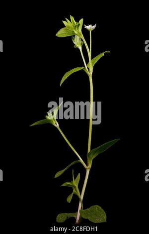 Three-Nerved Sandwort (Moehringia trinervia). Habit Stock Photo