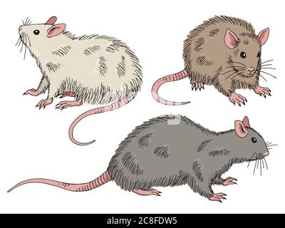 Rat set graphic color isolated sketch illustration vector Stock Vector