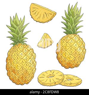 Pineapple fruit graphic color isolated sketch illustration vector Stock Vector