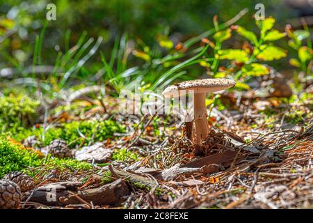 The royal fly agaric (Amanita regalis) in a small clearing in the forest. Stock Photo