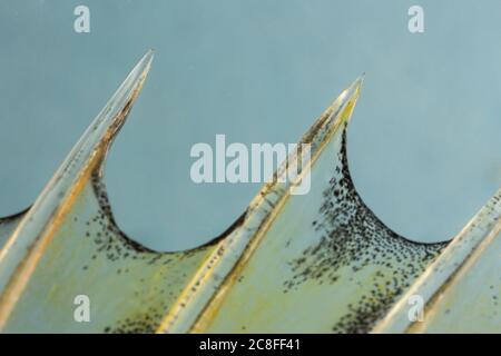 striped ruffe, schraetzer, Danube ruffe (Gymnocephalus schraetzer, Gymnocephalus schraetser), rays of the dorsal fin, detail, Germany Stock Photo