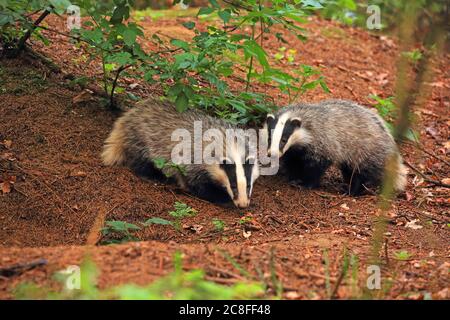 Old World badger, Eurasian badger (Meles meles), two young badgers before their den in a forest, Germany, Saxony Stock Photo