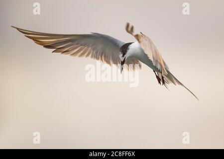 Common tern (Sterna hirundo), hovering and looking for prey to catch, Azores Stock Photo