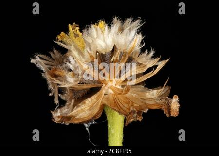 Gallant Soldier (Galinsoga parviflora). Fruiting Capitulum Closeup