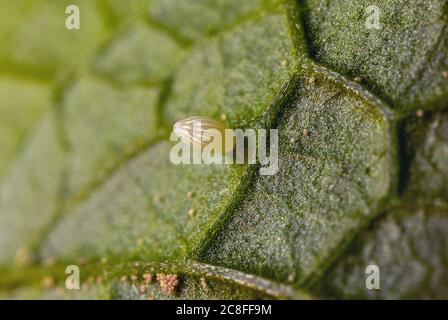 Orange-tip (Anthocharis cardamines), egg on a garlic mustard leaf, Germany, Bavaria Stock Photo