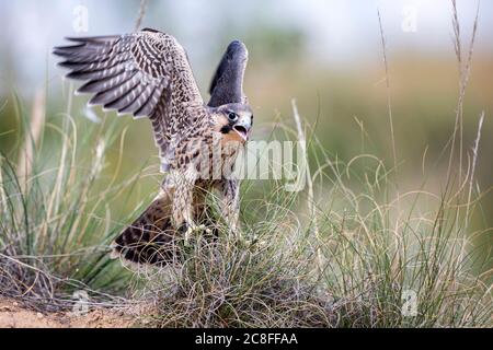 Mediterranean peregrine falcon (Falco peregrinus brookei, Falco brookei), immature bird landing on the ground, front view, Spain Stock Photo