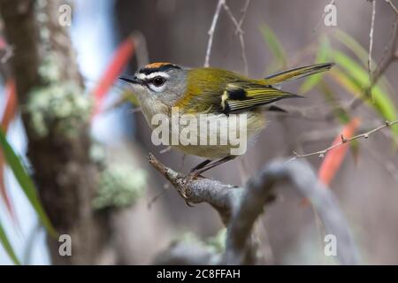 Madeira firecrest (Regulus madeirensis), perched in a bush, Madeira Stock Photo