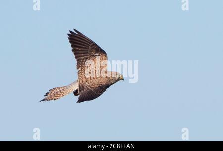 lesser kestrel (Falco naumanni), Female in flight, seen from above, Spain Stock Photo