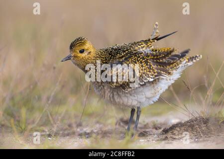 European golden plover (Pluvialis apricaria), perches on the ground and shaking its feathers, side view, Italy, Porto di Viareggio Stock Photo