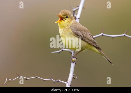 melodious warbler (Hippolais polyglotta), perched on a branch and singing, Morocco, Khenifra Stock Photo