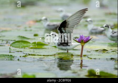 white-winged black tern (Chlidonias leucopterus), second calendar year White-winged Tern during autumn migration on a freshwater lake, standing with wings raised, Uganda Stock Photo