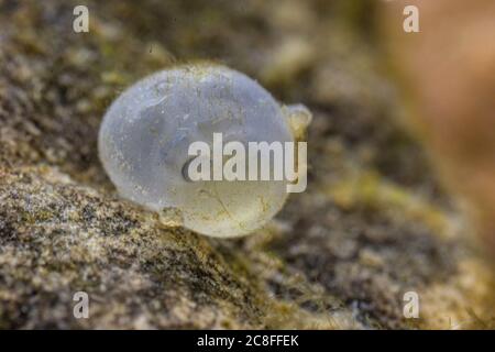 nase (Chondrostoma nasus), egg in eyepoint stadium, Germany Stock Photo