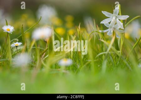 drooping star-of-bethlehem (Ornithogalum nutans), blooming in an meadow, Netherlands, Frisia Stock Photo
