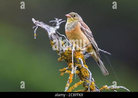 Ortolan bunting (Emberiza hortulana), male perching on a dead branch, side view, France, Provence Stock Photo