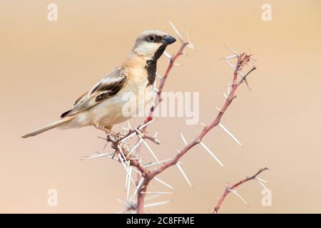Saharian desert sparrow (Passer simplex saharae, Passer saharae), adult male perching on a twig, Morocco, Western Sahara Stock Photo