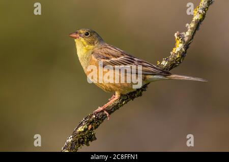 Ortolan bunting (Emberiza hortulana), male perching on a lichened branch, side view, France, Provence Stock Photo