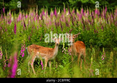 fallow deer (Dama dama, Cervus dama), young fallow stag in velvet standing on a clearing with blooming foxgloves, Germany, Saxony Stock Photo