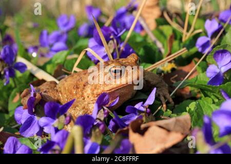 European common toad (Bufo bufo), sitting in blooming violas, side view, Germany, Saxony