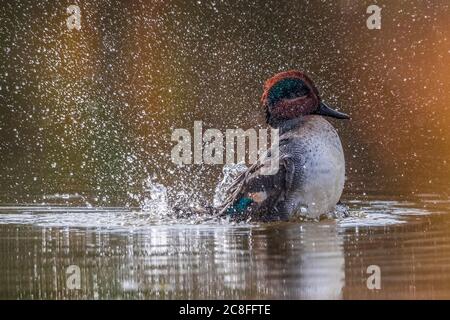 green-winged teal (Anas crecca), male taking a bath on a lake, Italy, Stagno dei Cavalieri Stock Photo
