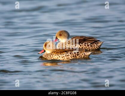 Cape teal (Anas capensis), swimming couple, side view, Namibia Stock Photo