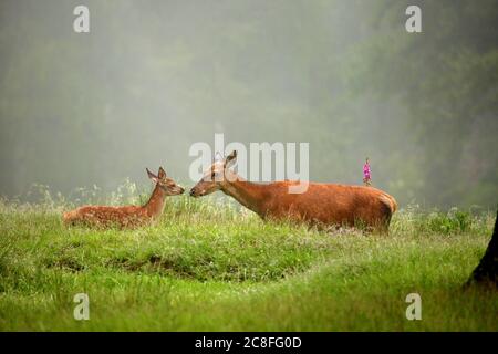 red deer (Cervus elaphus), hind with fawn in a clearing in the summer, side view, Germany, Baden-Wuerttemberg Stock Photo