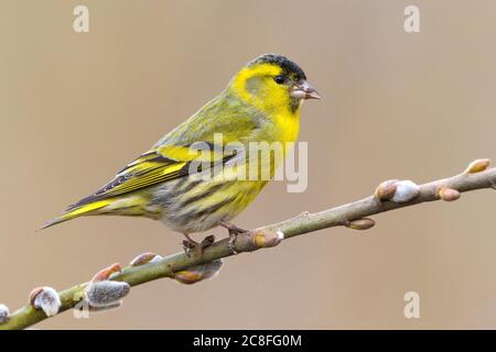 spruce siskin (Spinus spinus, Carduelis spinus), male perched on a branch, Italy, Oasi della Querciola