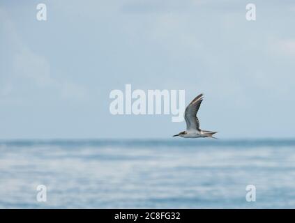 West Indian Ocean bridled tern (Sterna anaethetus antarcticus, Onychoprion anaethetus antarcticus), First-summer Bridled Tern in flight over the Indian ocean, Comoros Stock Photo