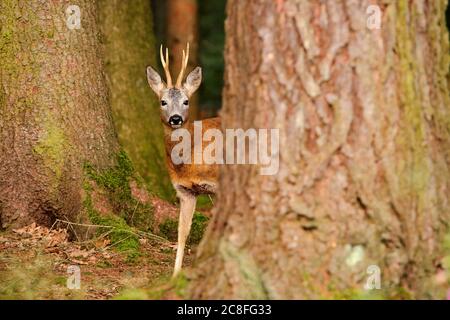 roe deer (Capreolus capreolus), roe buck securing out of a cover in a forest, Germany, Baden-Wuerttemberg Stock Photo