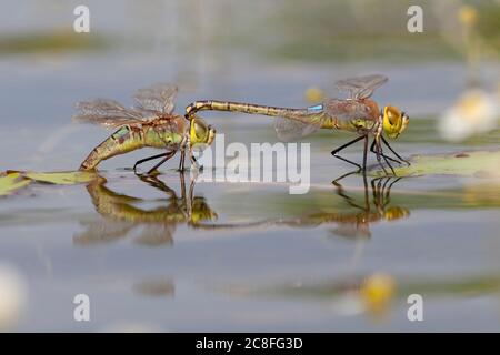 Vagrant emperor dragonfly, Vagrant emperor (Anax ephippiger, Hemianax ephippiger), tandem laying eggs on Nymphoides peltata, Netherlands, Noord-Brabant Stock Photo