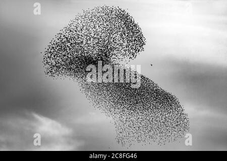 common starling (Sturnus vulgaris), Murmuration of Common Starlings with raptor in the middle, Italy, Stagno di Peretola