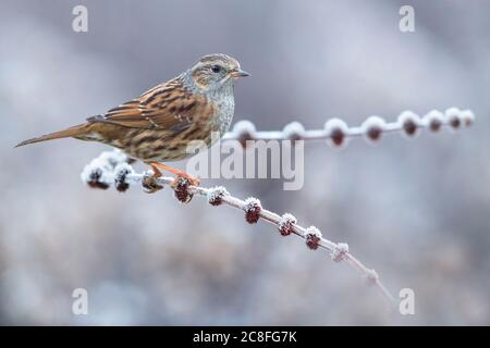 dunnock (Prunella modularis), perching on a small frost covered twig, Italy, Stagno di Peretola Stock Photo