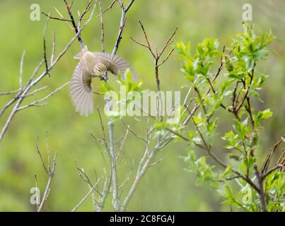 arctic warbler (Phylloscopus borealis), taking off from a small tree, USA, Alaska Stock Photo