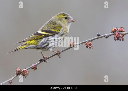 spruce siskin (Spinus spinus, Carduelis spinus), female perched on a branch, Italy, Oasi della Querciola