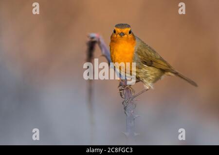 European robin (Erithacus rubecula), sits ona stem, Italy Stock Photo