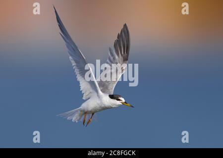 little tern (Sterna albifrons, Sternula albifrons), Hovering in mid air, Italy, Leghorn Stock Photo