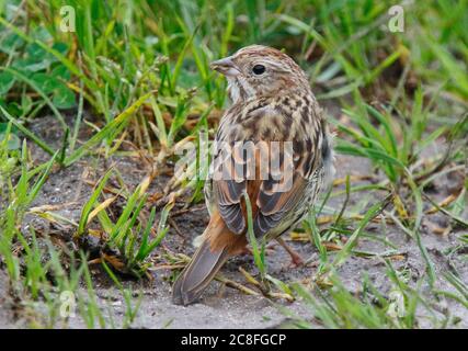 chestnut bunting (Emberiza rutila), First-winter on Orkney, Extreme rare vagant from Asia, United Kingdom, Scotland, Orkney